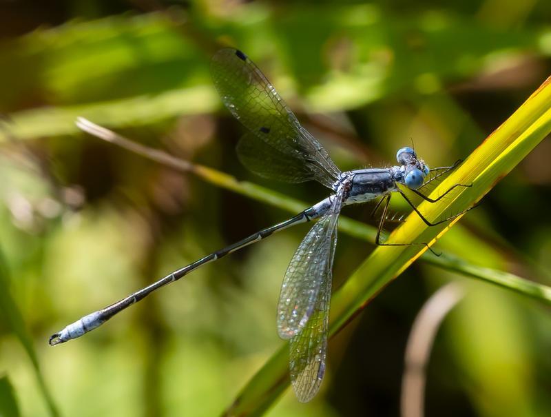 Photo of Sweetflag Spreadwing