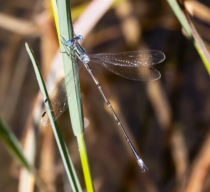 Photo of Slender Spreadwing