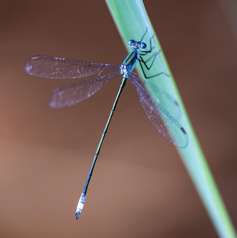 Photo of Swamp Spreadwing