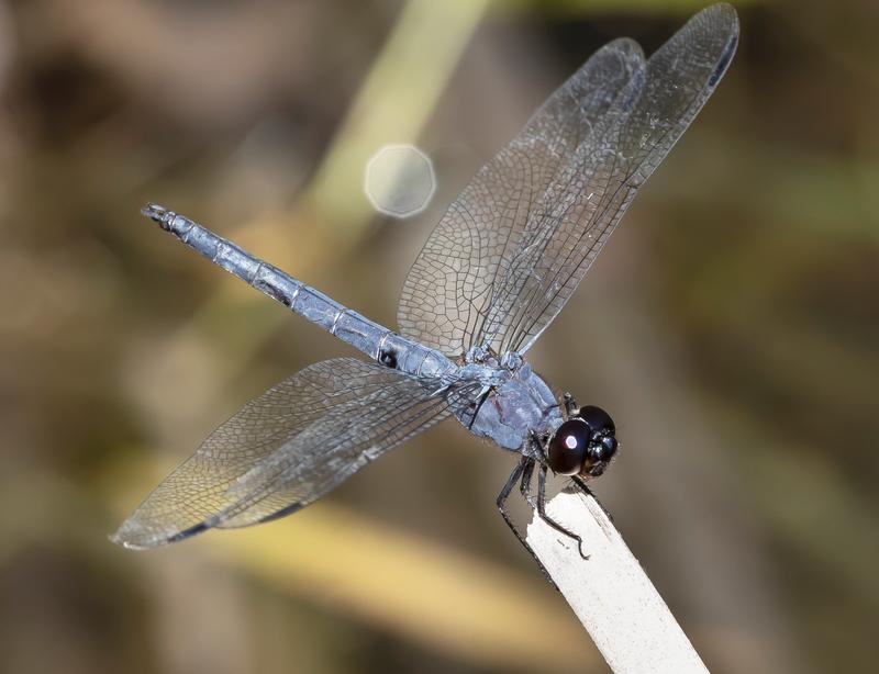 Photo of Slaty Skimmer