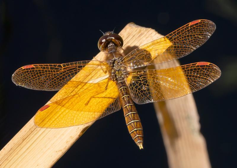 Photo of Eastern Amberwing