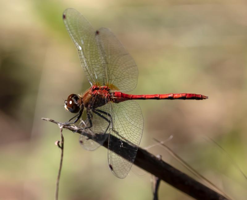 Photo of White-faced Meadowhawk