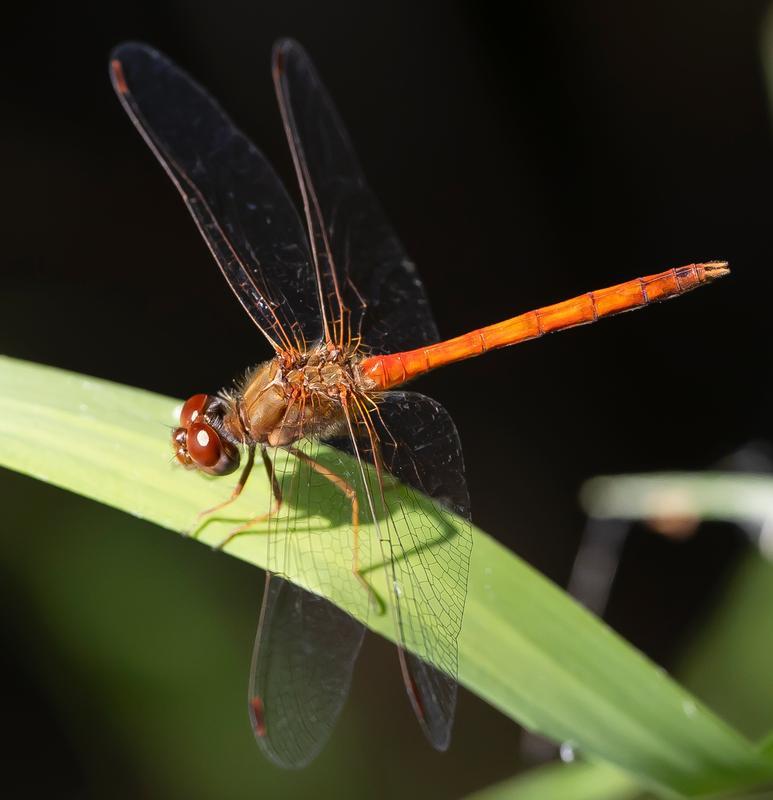 Photo of Autumn Meadowhawk