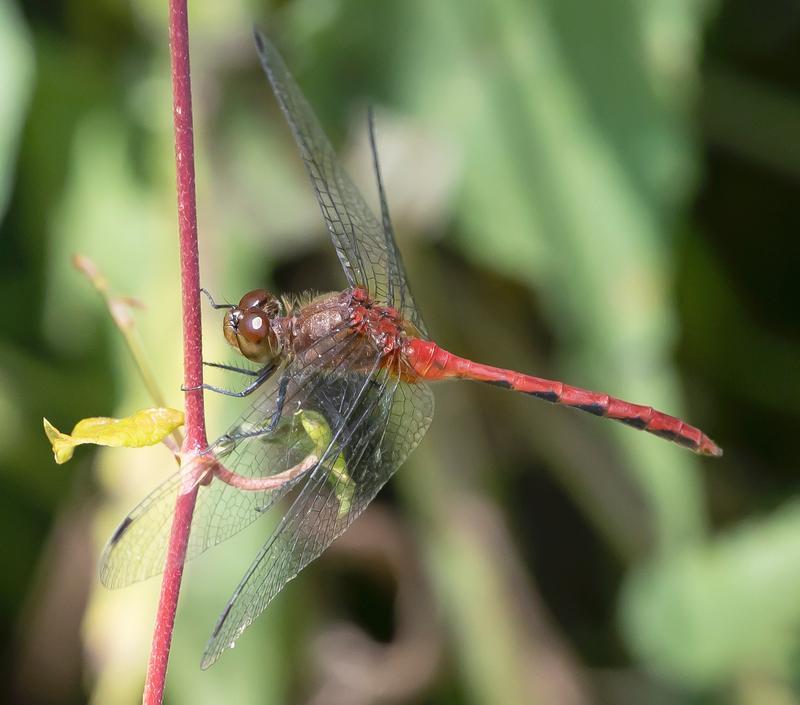 Photo of Ruby Meadowhawk