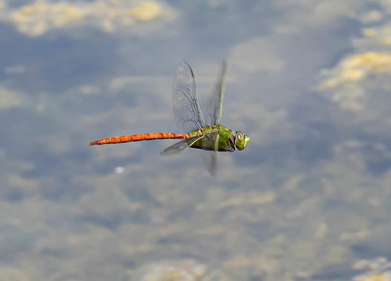 Photo of Comet Darner