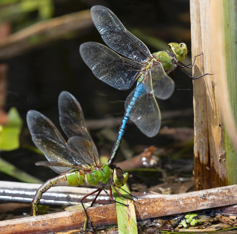 Photo of Common Green Darner