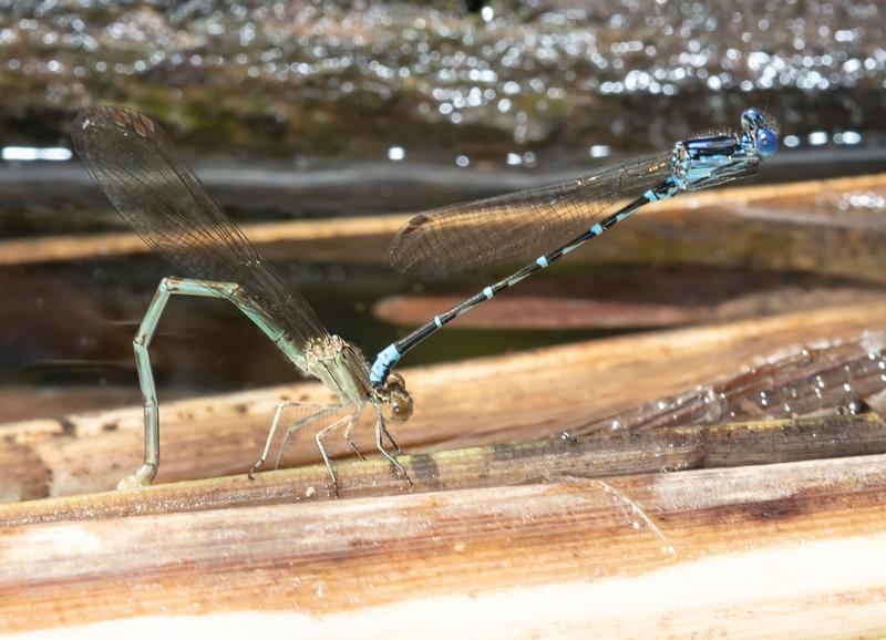 Photo of Blue-ringed Dancer