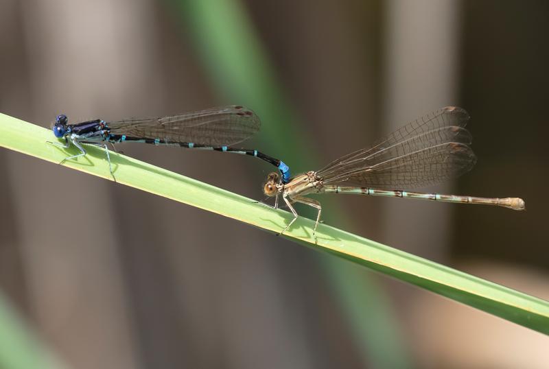 Photo of Blue-ringed Dancer