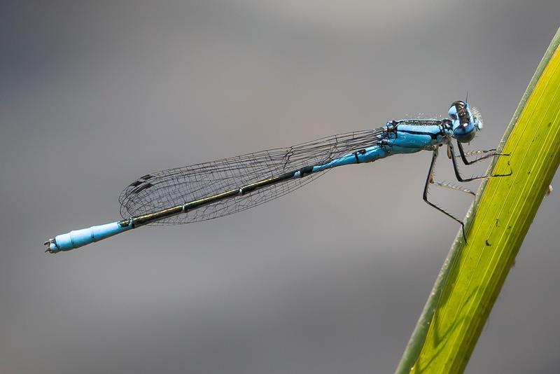 Photo of Azure Bluet