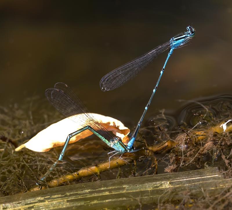 Photo of Stream Bluet