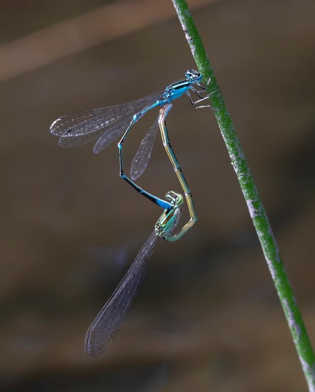 Photo of Stream Bluet