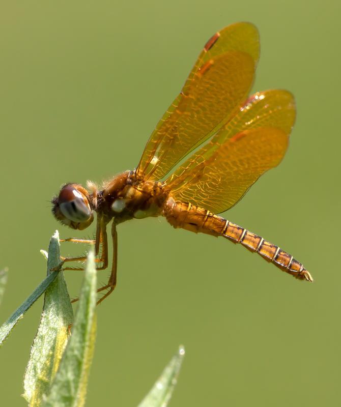 Photo of Eastern Amberwing