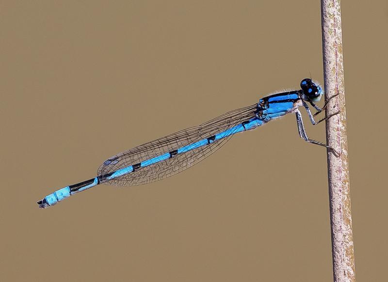 Photo of Familiar Bluet