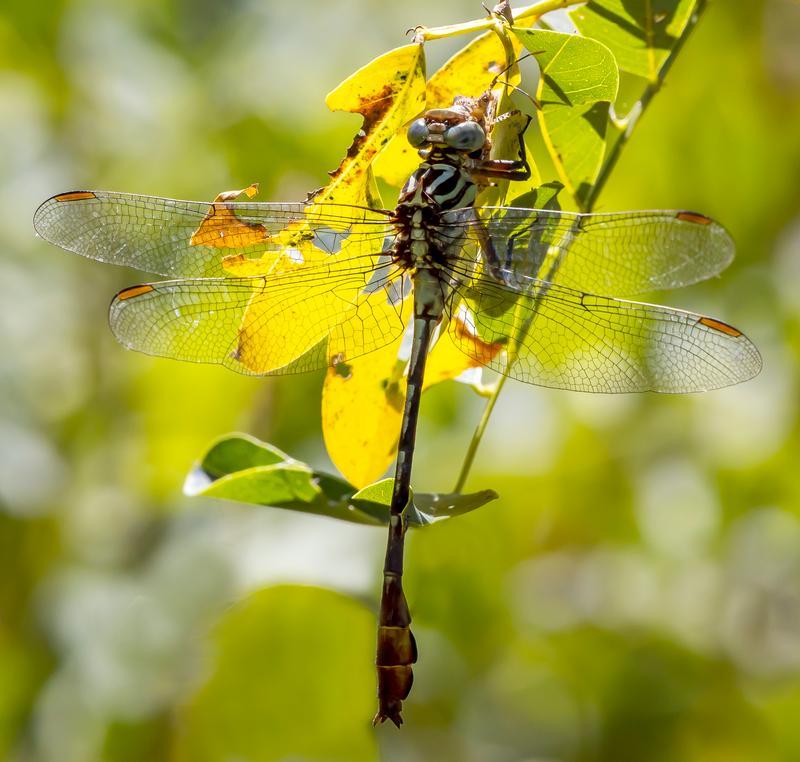 Photo of Russet-tipped Clubtail