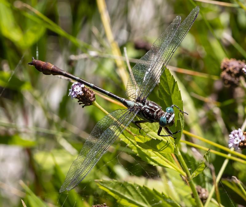 Photo of Russet-tipped Clubtail