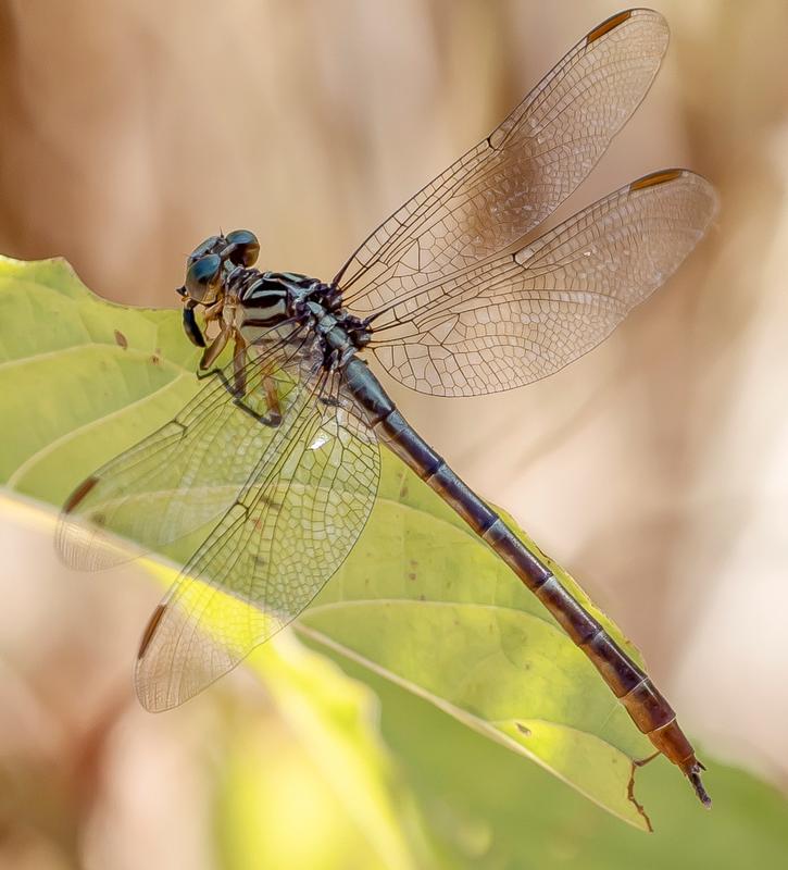 Photo of Russet-tipped Clubtail