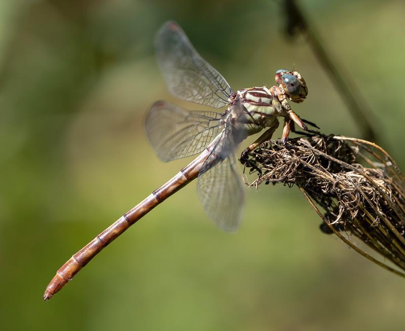 Photo of Russet-tipped Clubtail
