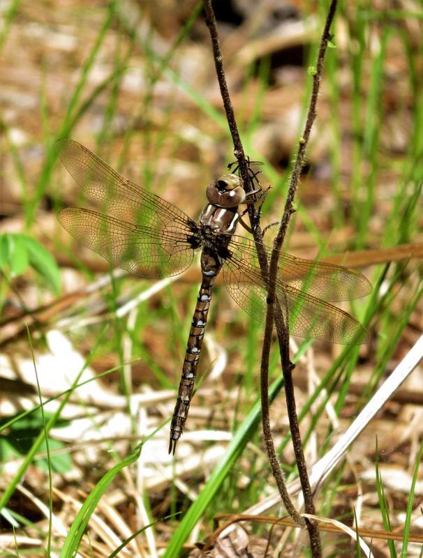 Photo of Springtime Darner
