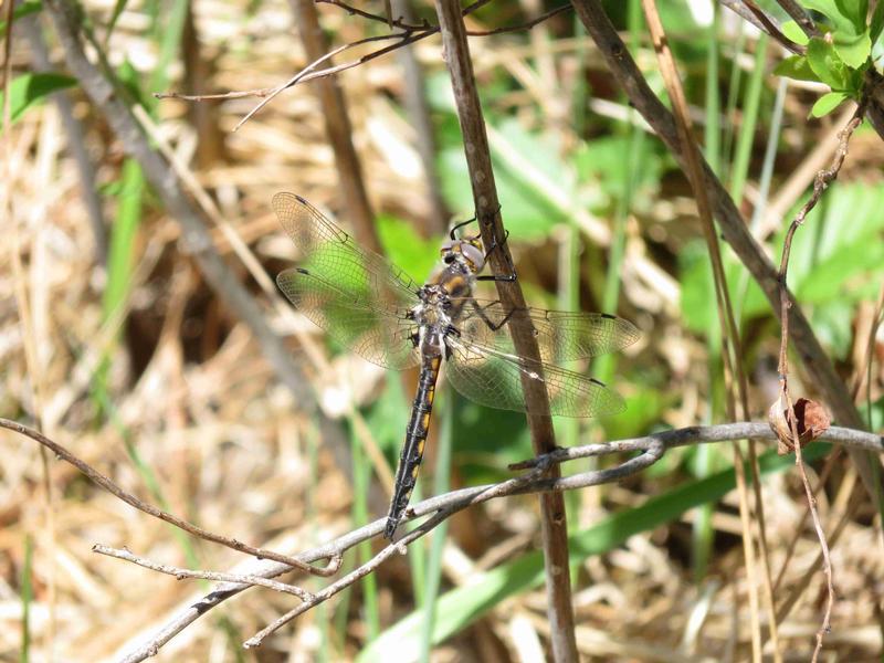 Photo of Beaverpond Baskettail