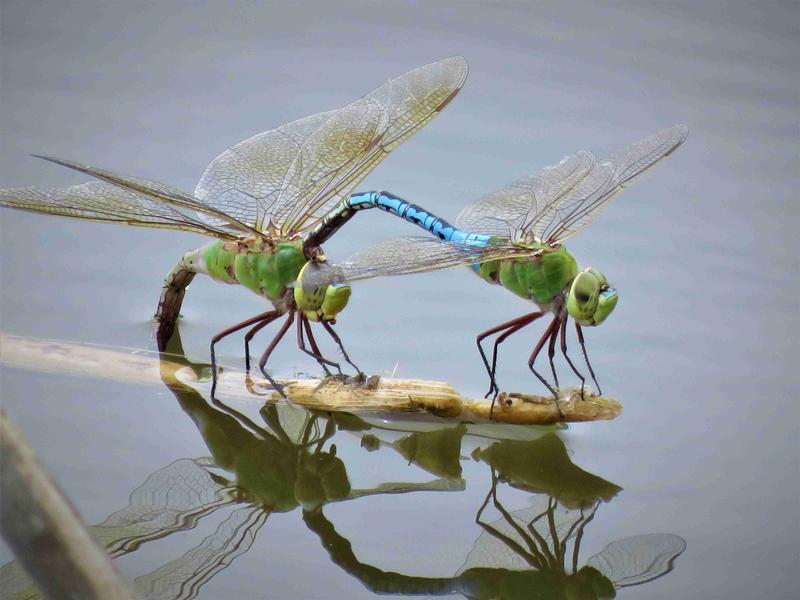 Photo of Common Green Darner