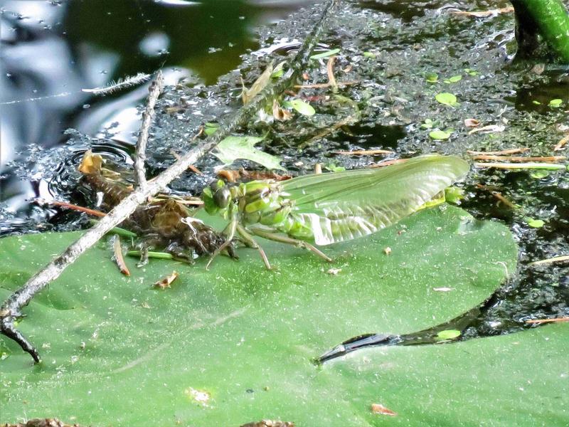 Photo of Horned Clubtail