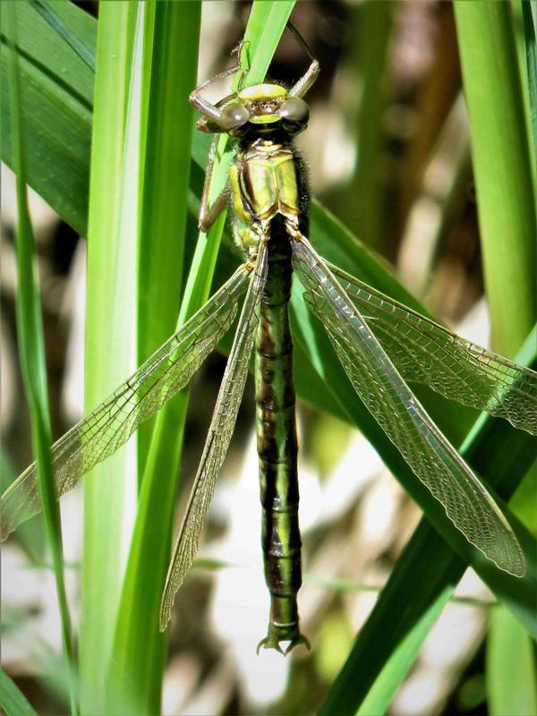 Photo of Horned Clubtail