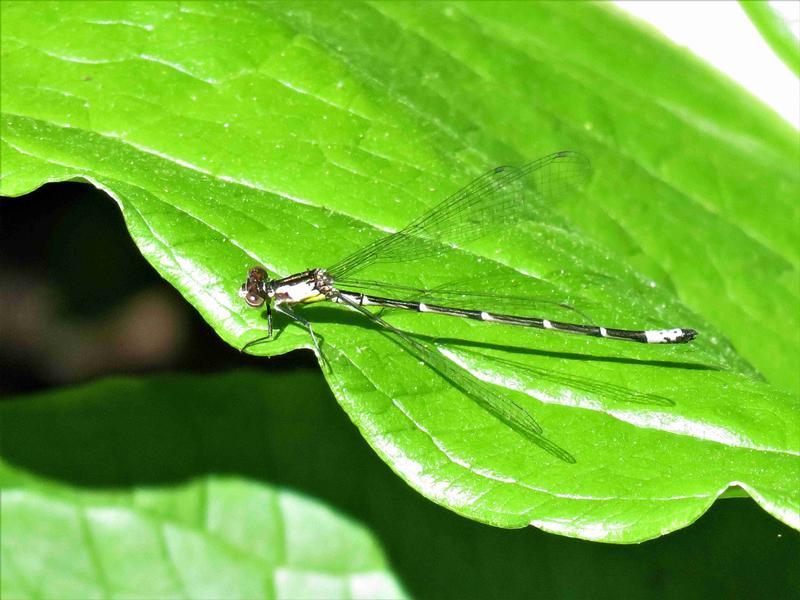 Photo of Aurora Damsel