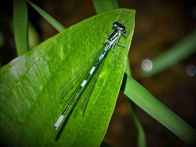 Photo of Taiga Bluet