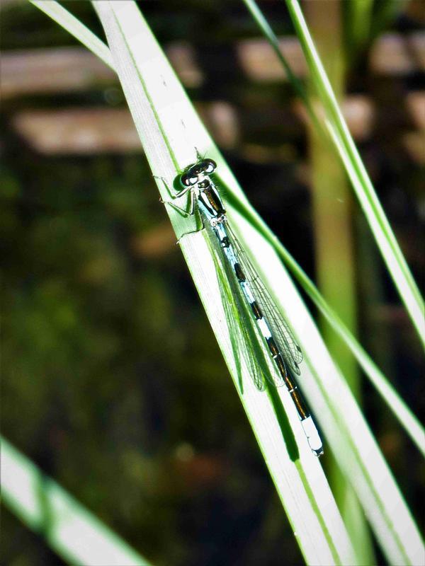 Photo of Taiga Bluet