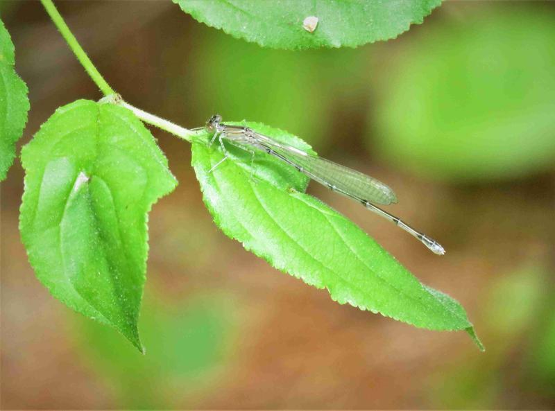 Photo of Vesper Bluet