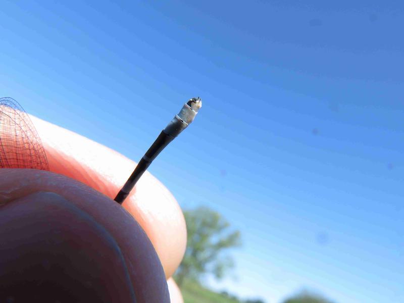 Photo of Northern Bluet