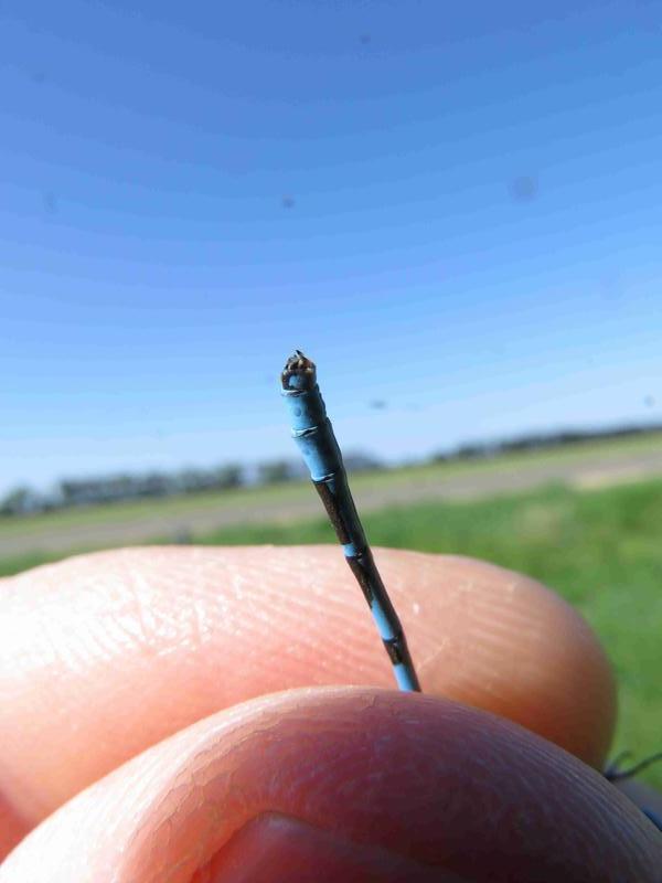 Photo of Northern Bluet