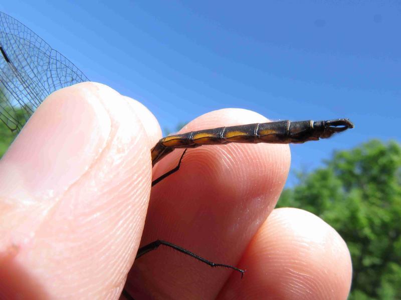 Photo of Beaverpond Baskettail