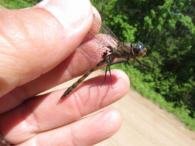 Photo of Beaverpond Baskettail