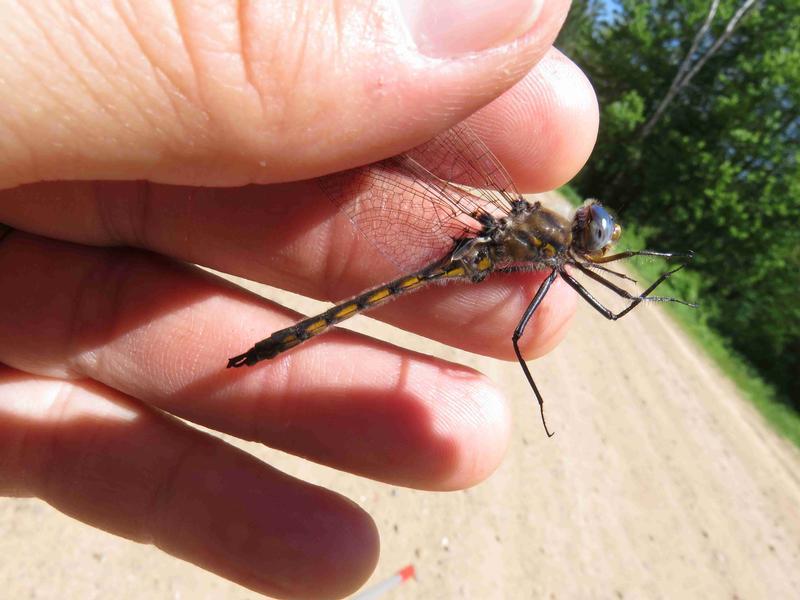 Photo of Beaverpond Baskettail