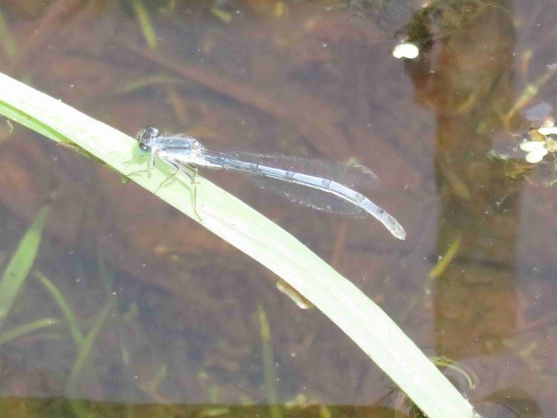 Photo of Eastern Forktail