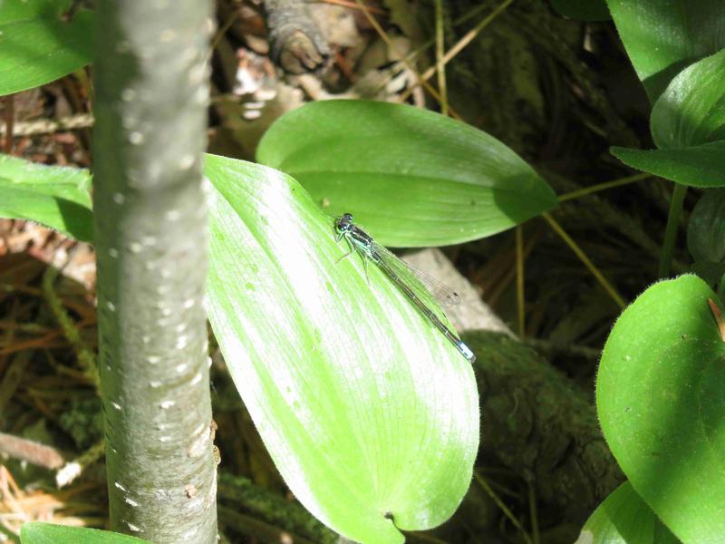 Photo of Eastern Forktail