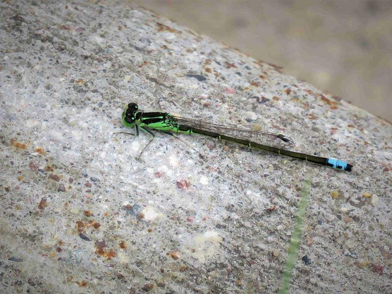 Photo of Eastern Forktail