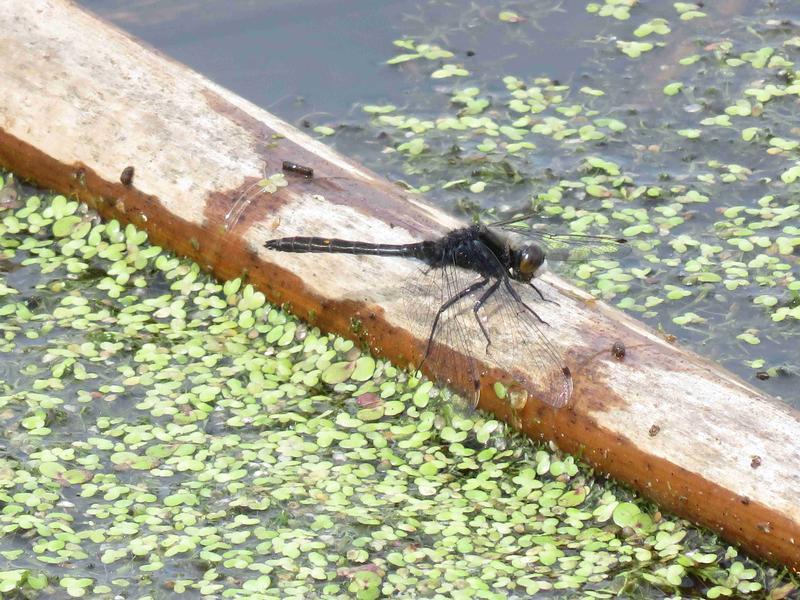 Photo of Dot-tailed Whiteface