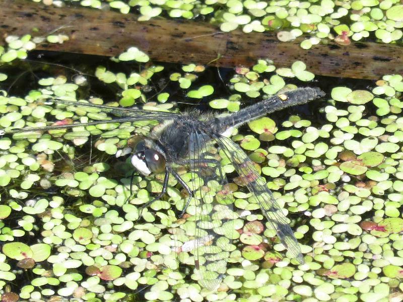 Photo of Dot-tailed Whiteface