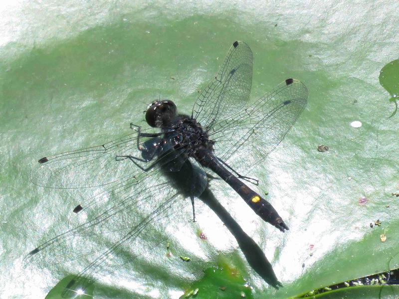 Photo of Dot-tailed Whiteface