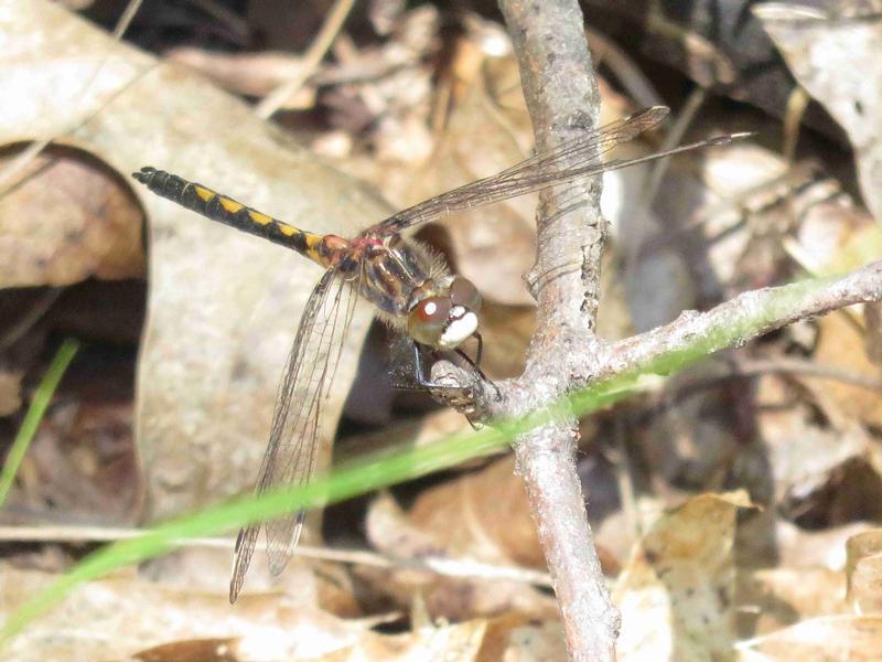 Photo of Hudsonian Whiteface