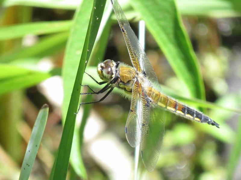 Photo of Four-spotted Skimmer