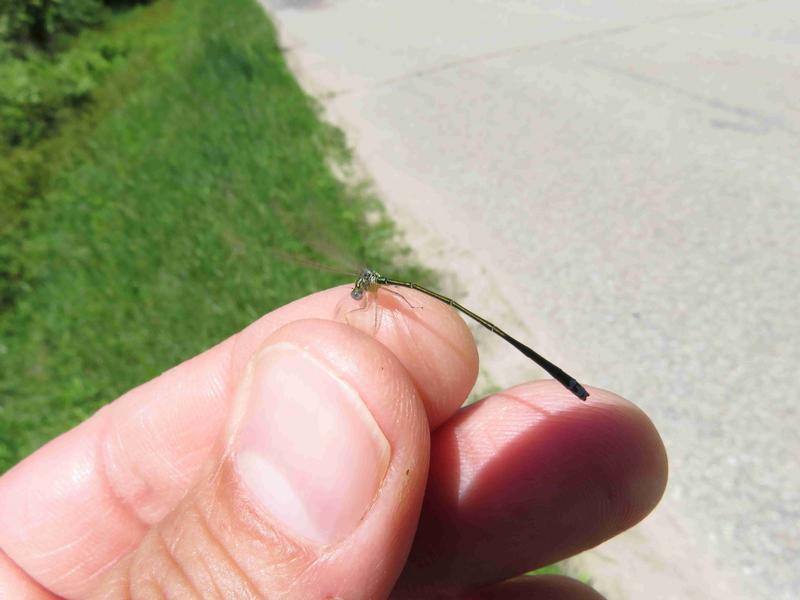 Photo of Sedge Sprite