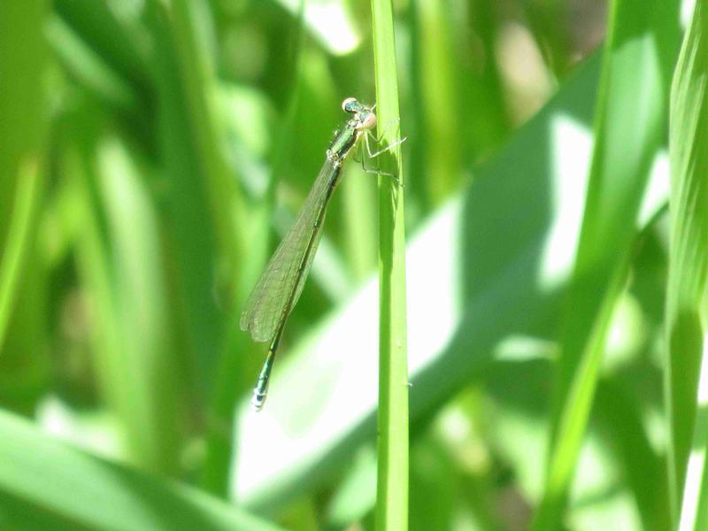 Photo of Sedge Sprite