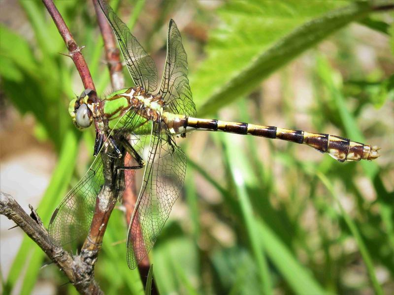 Photo of Sioux Snaketail