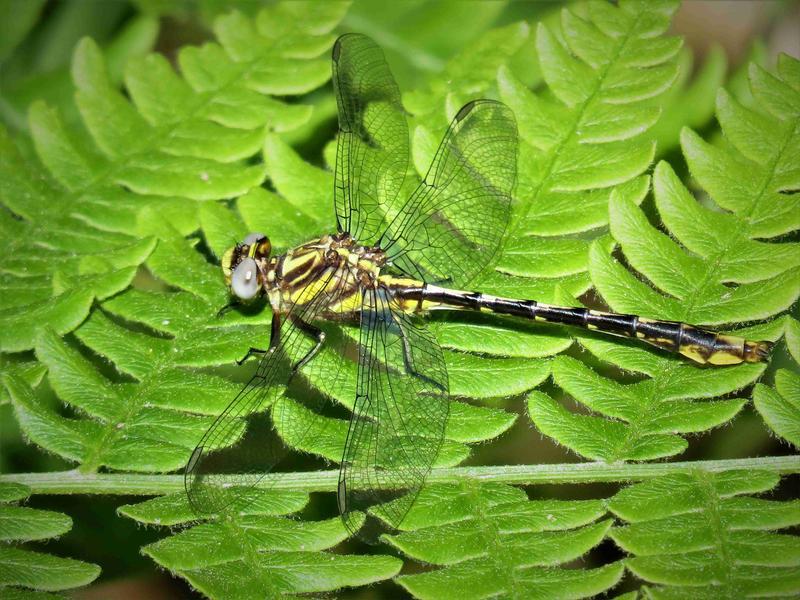 Photo of Lancet Clubtail