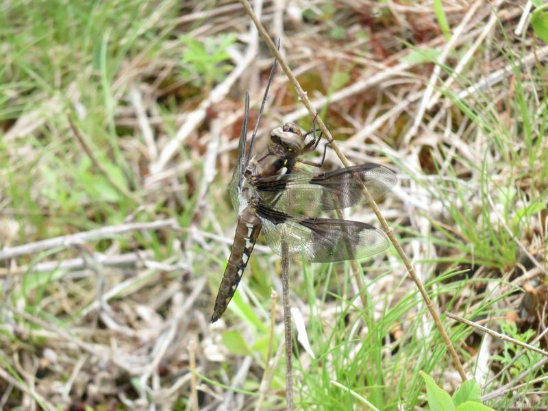 Photo of Common Whitetail