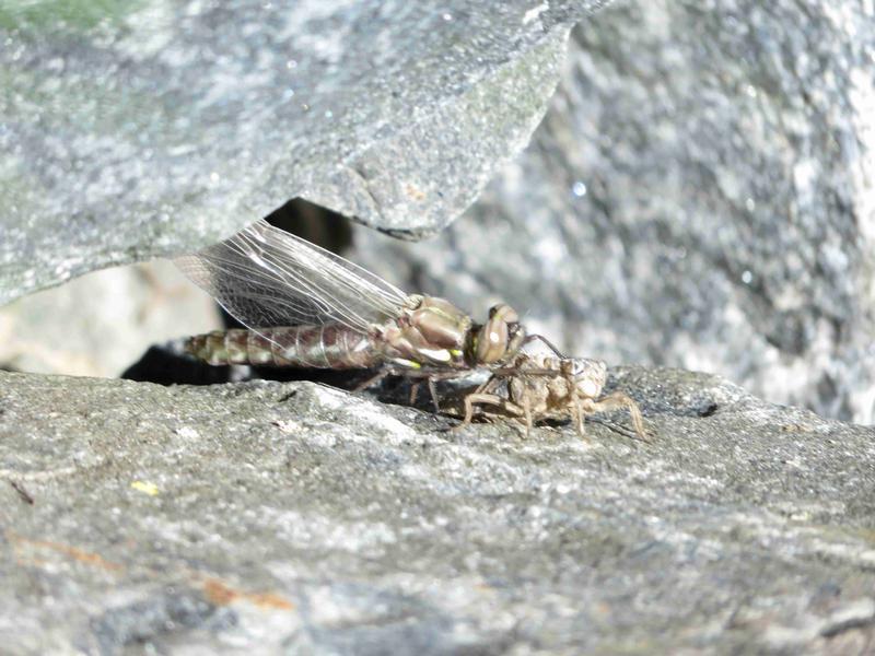 Photo of Common Whitetail