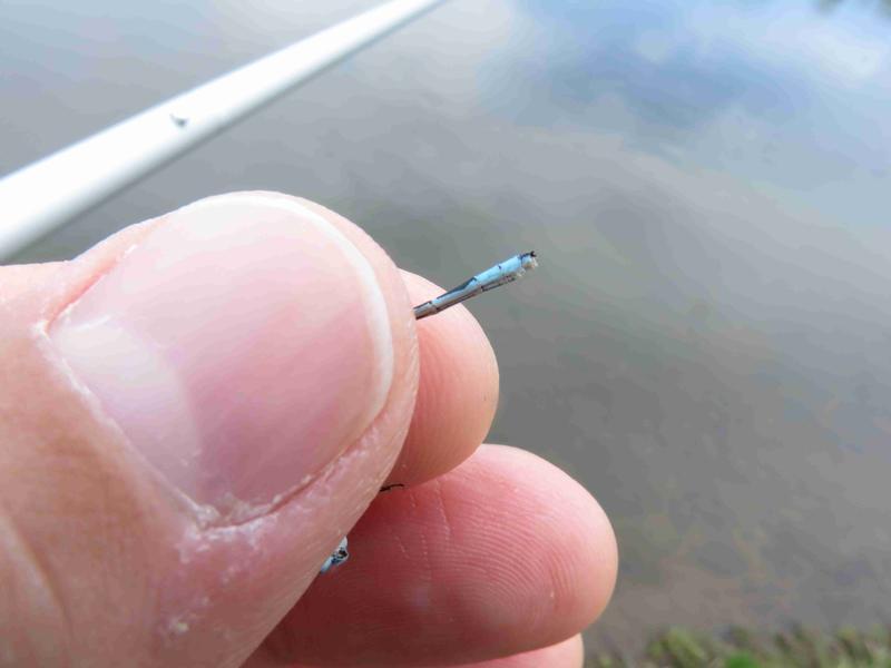 Photo of Marsh Bluet